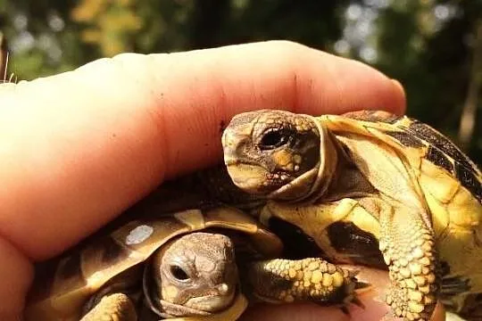 żółwie, żółwiki greckie