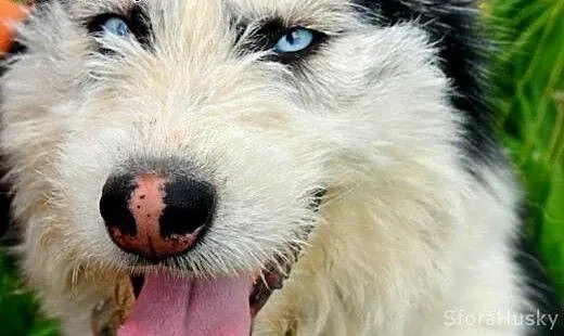 YUMIKO sunia mix husky szuka domu, wielkopolskie