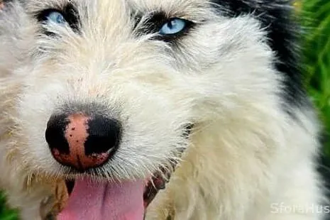 YUMIKO sunia mix husky szuka domu,  wielkopolskie 
