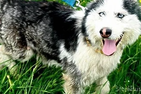 YUMIKO sunia mix husky szuka domu,  wielkopolskie 