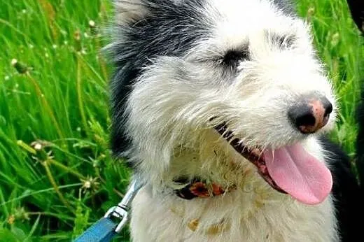 YUMIKO sunia mix husky szuka domu,  wielkopolskie 