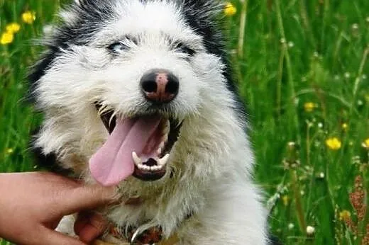 YUMIKO sunia mix husky szuka domu,  wielkopolskie 