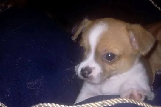 Chihuahua