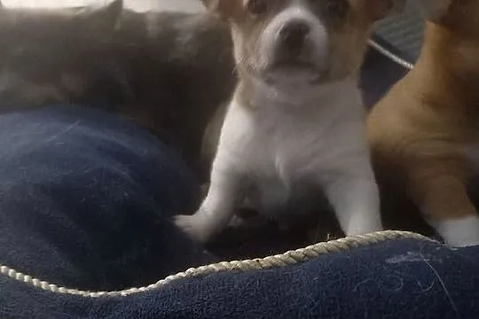 Chihuahua, Mazowieckie, Reducin