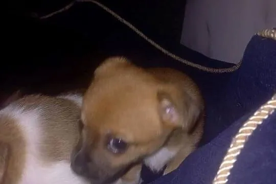 Chihuahua, Mazowieckie, Reducin