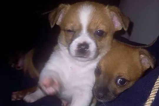 Chihuahua, Mazowieckie, Reducin