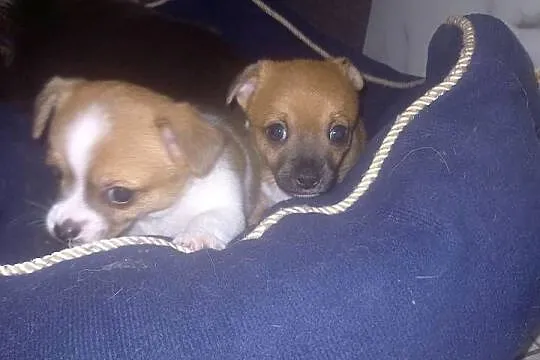 Chihuahua, Mazowieckie, Reducin