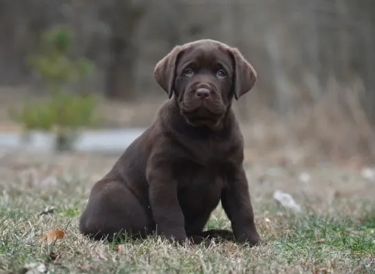 szczenięta labradorów do adopcji e-mail: {{{tamarabraine@gmail.com}},, , Wrocław
