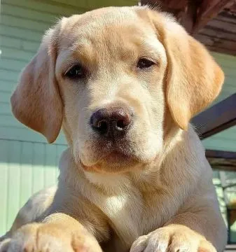 szczenięta labradorów do adopcji e-mail: {{{tamarabraine@gmail.com}},, , Wrocław