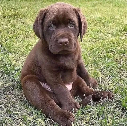 szczenięta labradorów do adopcji e-mail: {{{tamarabraine@gmail.com}},, , Wrocław