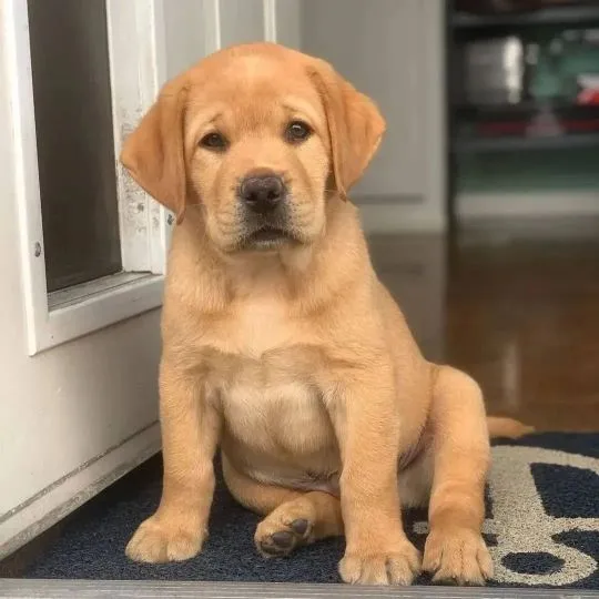 szczenięta labradorów do adopcji e-mail: {{{tamarabraine@gmail.com}},, , Wrocław