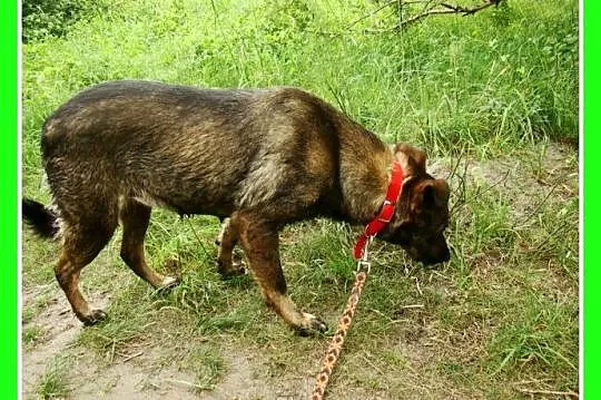 Średnia, grzeczna, spokojna,kontaktowa suczka GORA