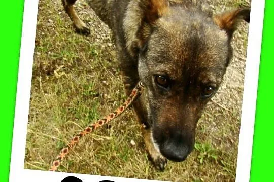 Średnia, grzeczna, spokojna,kontaktowa suczka GORA