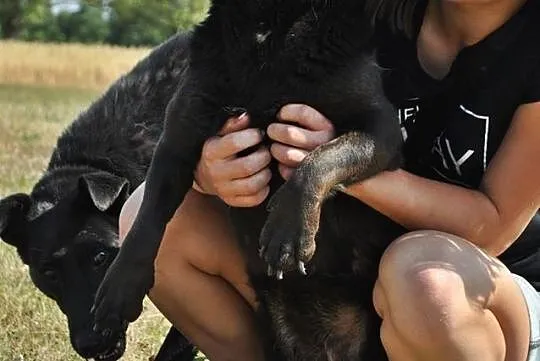 Przyjazna, wesoła Marta do pokochania, do adopcji!