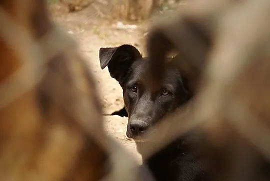 Przyjazna, wesoła Marta do pokochania, do adopcji!