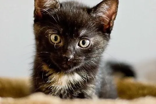 Dwumiesięczna szylkretka do adopcji