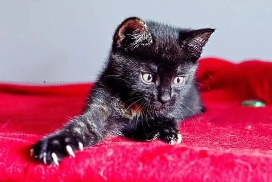 Dwumiesięczna szylkretka do adopcji