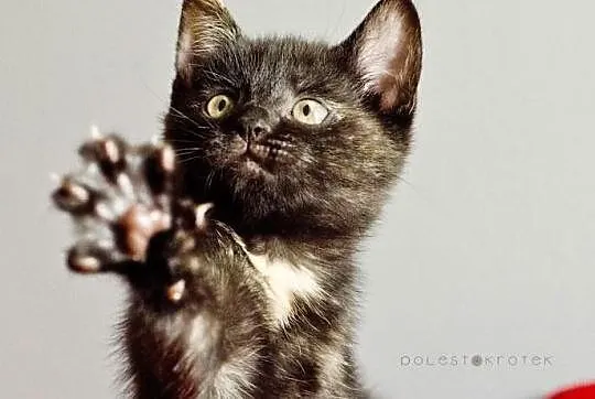 Dwumiesięczna szylkretka do adopcji