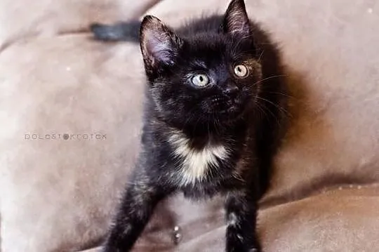 Dwumiesięczna szylkretka do adopcji