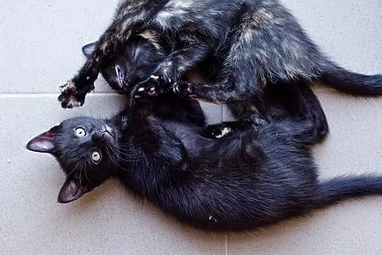 Dwumiesięczna szylkretka do adopcji