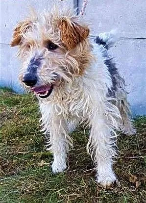 FOKSIO - zaniedbany foxterrier w schronisku, błaga o dom!, mazowieckie Warszawa, Mazowieckie, Warszawa