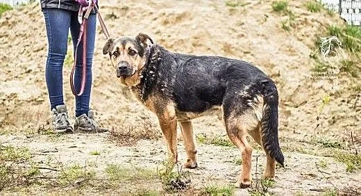 Balto - adoptowany, potem porzucony w nocy nad rze