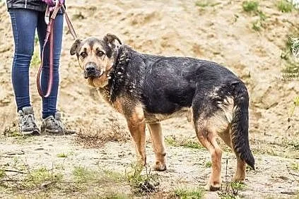 Balto - adoptowany, potem porzucony w nocy nad rze