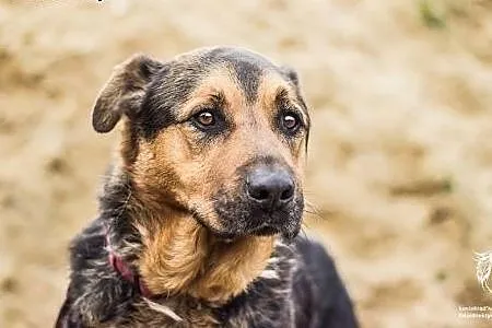 Balto - adoptowany, potem porzucony w nocy nad rze