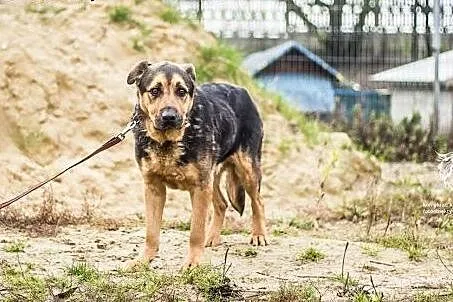 Balto - adoptowany, potem porzucony w nocy nad rze