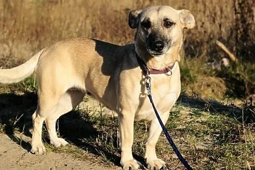 Fiona - dość już wycierpiała, czeka na nowy dom,  