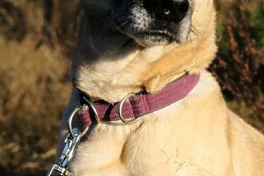 Fiona - dość już wycierpiała, czeka na nowy dom,  