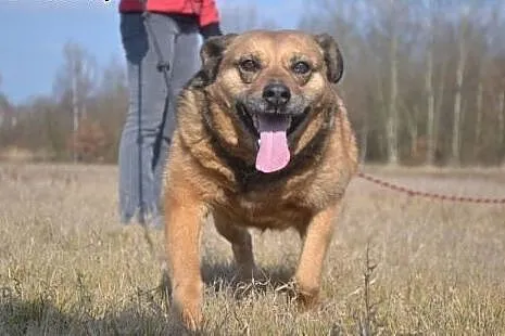 Kora czeka w schronisku już ponad 8 lat... POMOCY!