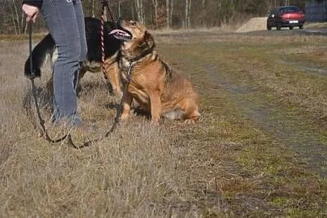 Kora czeka w schronisku już ponad 8 lat... POMOCY!