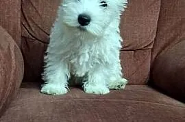 West Highland White Terrier