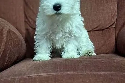 West Highland White Terrier, Mazowieckie, Przysucha