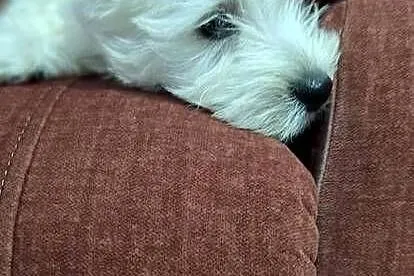 West Highland White Terrier, Mazowieckie, Przysucha