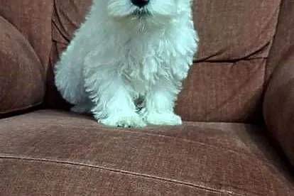 West Highland White Terrier, Mazowieckie, Przysucha