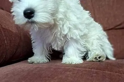 West Highland White Terrier, Mazowieckie, Przysucha