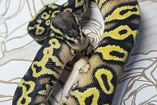 Wąż pyton królewski, python regius samiec