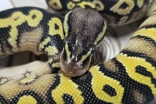 Wąż pyton królewski, python regius samiec, Dolnośląskie, Wrocław