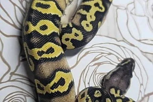 Wąż pyton królewski, python regius samiec, Dolnośląskie, Wrocław