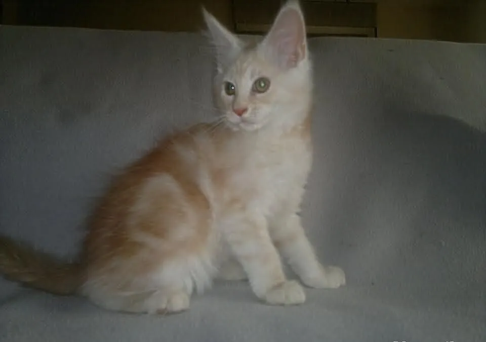 Kocurek Maine Coon z rodowodem - SUPER CENA