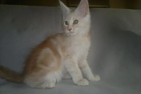 Kocurek Maine Coon z rodowodem - SUPER CENA