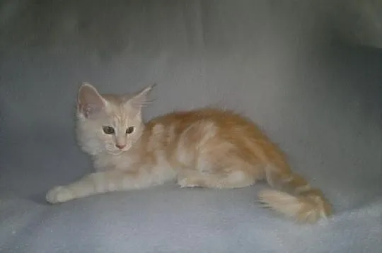 Kocurek Maine Coon z rodowodem - SUPER CENA