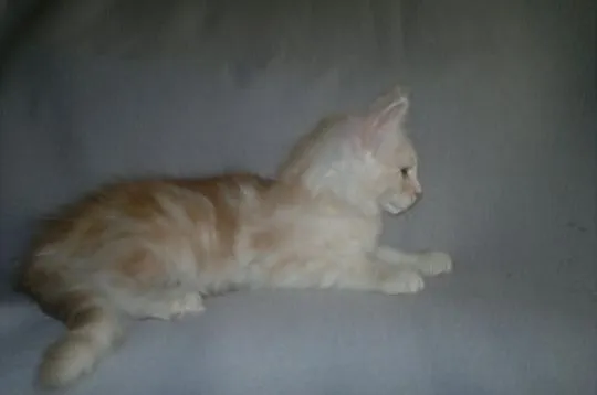 Kocurek Maine Coon z rodowodem - SUPER CENA