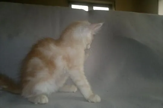 Kocurek Maine Coon z rodowodem - SUPER CENA