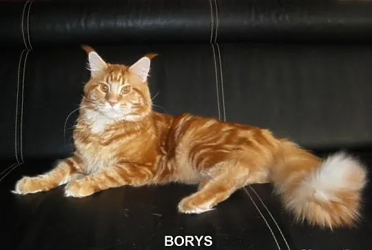 Kocurek Maine Coon z rodowodem - SUPER CENA