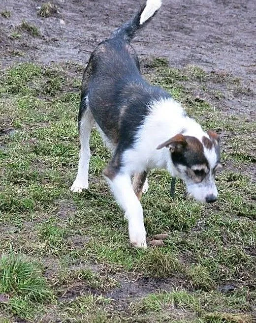 Fox szuka domu!, łódzkie Tomaszów Mazowiecki