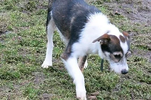 Fox szuka domu!,  łódzkie Tomaszów Mazowiecki