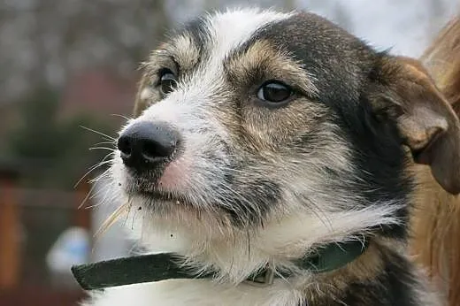 Fox szuka domu!,  łódzkie Tomaszów Mazowiecki